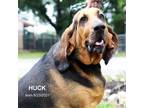 Adopt Huck a Bloodhound, Mixed Breed