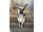 Adopt Jackson a German Shepherd Dog, Mixed Breed