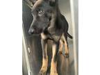 Adopt 55744382 a German Shepherd Dog, Mixed Breed