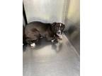 Adopt 55745100 a Pit Bull Terrier, Mixed Breed