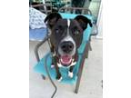 Adopt Jack a Pit Bull Terrier, Mixed Breed