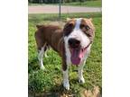 Adopt 55746270 a Pit Bull Terrier, Mixed Breed