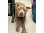 Adopt Murphy a Pit Bull Terrier, Mixed Breed