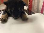 Adopt 7 a Husky, Rottweiler