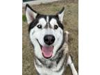 Adopt Pickles a Husky, Mixed Breed