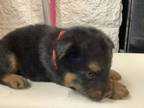 Adopt 3 a Husky, Rottweiler