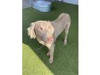 Adopt 55749165 a Weimaraner, Mixed Breed