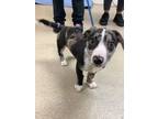 Adopt 55749800 a Catahoula Leopard Dog, Dachshund