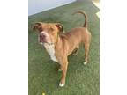 Adopt Ross a Pit Bull Terrier, Mixed Breed