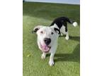 Adopt 55747121 a Pit Bull Terrier, Mixed Breed