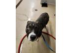 Adopt Zeus a American Staffordshire Terrier, Mixed Breed