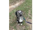 Adopt 55755097 a Australian Shepherd, Mixed Breed