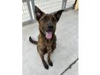 Adopt Bart a German Shepherd Dog, Mixed Breed