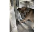 Adopt 55754334 a Pit Bull Terrier, Mixed Breed