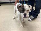 Adopt Mayrina a Boxer, Mixed Breed