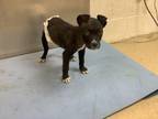 Adopt 55757667 a Pit Bull Terrier, Mixed Breed