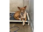 Adopt 55753401 a Cattle Dog, Mixed Breed