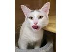 Adopt Tobias a Domestic Short Hair