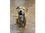 Adopt Jax a Mixed Breed