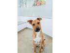Adopt Scooby Doo a Black Mouth Cur, Mixed Breed