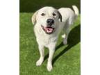 Adopt Owen a Great Pyrenees, Mixed Breed