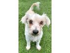Adopt Poof a Terrier, Mixed Breed