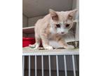 Adopt Persimmon a Domestic Short Hair