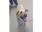 Adopt Luke a Labrador Retriever