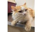 Adopt 55745375 a Domestic Long Hair, Domestic Short Hair