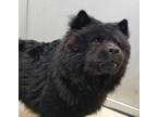 Adopt 55746941 a Chow Chow, Mixed Breed