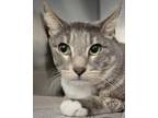 Adopt Grayson a Domestic Short Hair