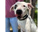 Adopt Domino a Boxer, Mixed Breed