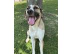 Adopt Mighty a Pointer, Mixed Breed