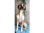 Adopt Mighty a Pointer, Mixed Breed