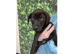 Adopt Duke of Chews a Labrador Retriever, Mixed Breed