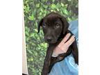 Adopt Duchess of Chews a Labrador Retriever, Mixed Breed