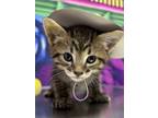 Adopt Whiskers a Domestic Short Hair