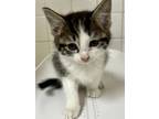 Adopt Banana a Domestic Short Hair