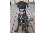 Adopt Caspian a Plott Hound, Mixed Breed