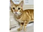 Adopt Sparky a Domestic Short Hair