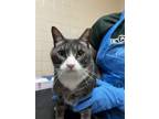 Adopt Spencer a Domestic Short Hair