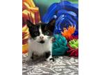 Adopt Myth a Domestic Short Hair