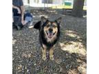 Adopt Connors a Shepherd