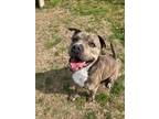 Adopt Concrete a Pit Bull Terrier