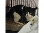 Adopt Sock-em Bopper a Domestic Short Hair