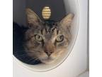 Adopt Mufasa a Domestic Short Hair