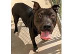 Adopt Ubo a Mixed Breed