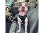 Adopt Denzel a Pit Bull Terrier