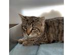 Adopt Mort a Domestic Short Hair