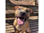 Adopt Oppenheimer a Mixed Breed